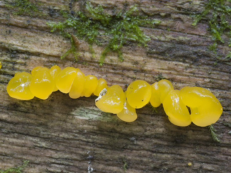 Dacrymyces chrysospermus